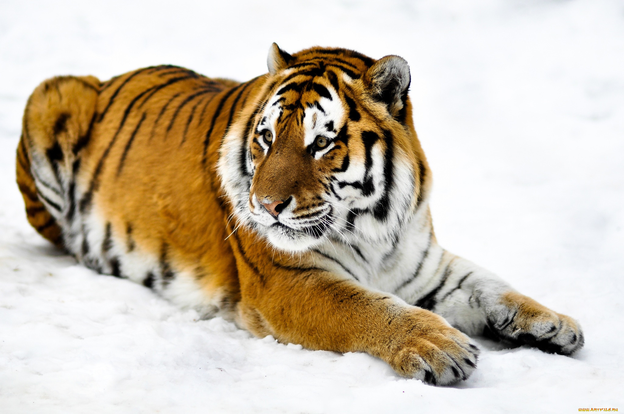 Лапки тигра. Тигр. Тигр на снегу. Тигр лапки. Когти тигра.